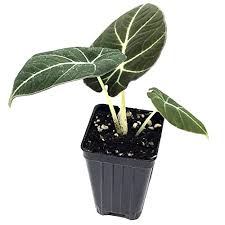 And we got a lesson on the difference between a plantita and a collector Black Velvet Elephant Ear Live Plant Alocasia Reginula On Galleon Philippines