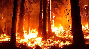 Es decir, en bosques, pastizales o praderas. Incendios Forestales Como Son Como Se Comportan Ii P3 Consultores