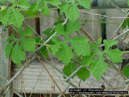 Image result for Momordica balsamina
