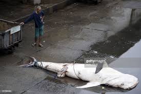 Image result for whale shark manila bay