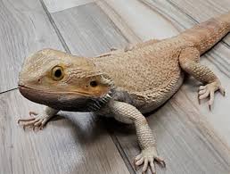 Though the job is very stressful at times, exotics have lots of emergencies and unfortunately euthanasias, but working with the team truly makes this place a gem you won't find ask a question about working or interviewing at avian and exotic animal care. Glenwood Exotic Vet Reptile Vet