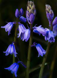Pin On Flowers Foliage