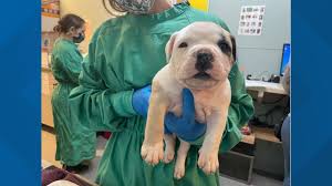 Maybe you would like to learn more about one of these? 23 Dogs In Animal Cruelty Investigation Ready For Adoption In Tacoma King5 Com