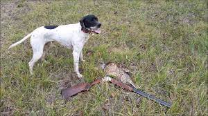 Un biotope des plus diversifié sur un territoire de 600 hectares clôturés vous permettra de passer d'une pinède à un bois de chênes ou de bouleaux. Chasse Privee Aux Faisans Perdreaux A Montesquiou Dans Le Gers 24 11 17 Youtube