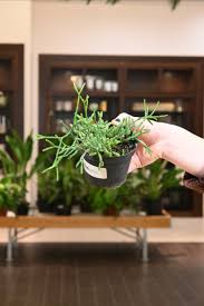 Image result for Rhipsalis