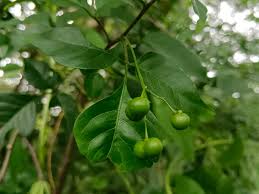 Image result for Harrisonia