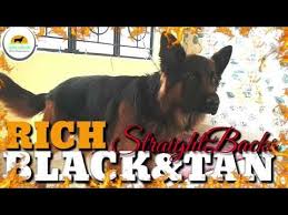 Rich Golden Tan Straight Back German Shepherds From Boskys Kennel Our Gsd Pup At 16 Months Age Youtube In 2020 Gsd Pup German Shepherd