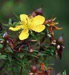 Image result for Hypericum revolutum