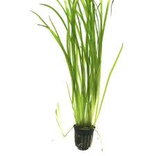 Image result for Vallisneria spiralis