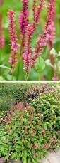 Image result for Persicaria