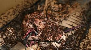 What Oklahoma City institution began as a collection of roadkill?