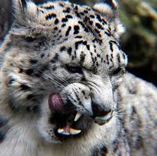 Kau akan membiarkan anak macan tutul melepaskan giginya sendiri. 24 Ide Chae Gadis Korea Selebritas Dekorasi Rumah Rustik