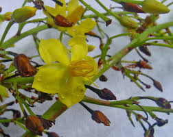 Image result for Ouratea