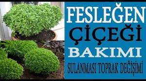 Kışın kurur mu fesleğen pencere önünde, kurursa baharda sulasam canlanir mi acaba bilgi verirseniz sevinirim. Feslegen Ciceginin Bakimi Sulanmasi Ve Cogaltilmasi Nasil Yapilmali Felegen Cicekleri Youtube