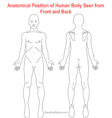Front view, side view in full length. Anatomical Position Planes And Locations Bone And Spine
