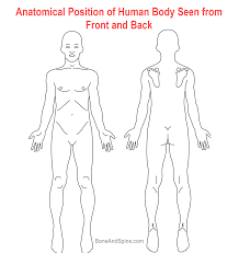 Anatomy of respiratory system 12 photos of the anatomy of respiratory system anatomy and histology of the respiratory system ppt, anatomy and physiology of respiratory system with pneumonia, anatomy and physiology respiratory system worksheets, detailed anatomy of respiratory system, human anatomy respiratory system. Anatomical Position Planes And Locations Bone And Spine