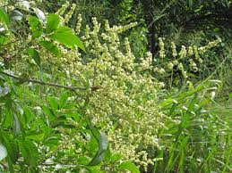 Image result for Sapindus saponaria