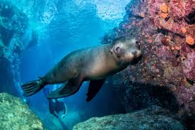 Galapagos Liveaboards Https Www Divingsquad Com