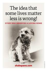 The Idea That Some Lives Matter Less Is Wrong Every Dog Deserves A Loving Home Dog Thoughts Dog Quotes Animal Quotes