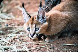 Watch tv shows, movies or anime online with your friends. Caracal Attacks Have Cat Lovers Fearful