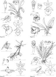 Image result for Microcharis latifolia