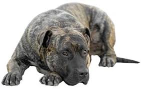 We have 2 fawn females and 1 reverse brindle female. Perro De Presa Canario Dog Breed Information Continental Kennel Club