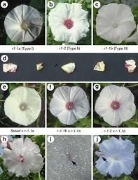We did not find results for: Identification Of R Mutations Conferring White Flowers In The Japanese Morning Glory Ipomoea Nil Springerlink