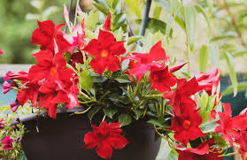 Image result for dipladenie sanderi obrázek