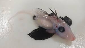 科学者は、その頭の上にセックスを持つ珍しい赤ちゃんのゴーストサメ