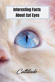 No Matter The Color Cat Eyes Are Simply Stunning Cattitudedaily Cats Cat Cateyes Catfacts Cateyefacts Cat Facts Fun Facts Cat Advice