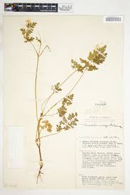 Image result for Agrocharis incognita