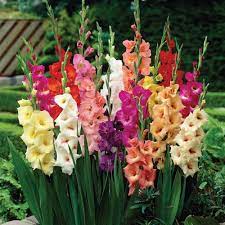 Van Zyverden Gladiolus Large Flowering Stars And Stripes Mixed Set Of 35 Bulbs 83442 The Home Depot Gladiolus Flower Bulb Flowers Gladiolus Bulbs