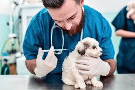 Will it be even more expensive because of the logistics? Understanding Puppy Shots The Vaccinations Your New Pup Will Need In Their First Year Daily Paws