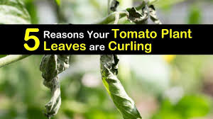 Learn how to identify problems on leaves and prevent them. 5 Reasons Your Tomato Plant Leaves Are Curling