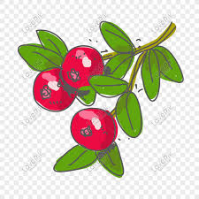 Doodle Cranberry Vector Picture Png Image Picture Free Download 610080153 Lovepik Com Border png you can download 28 free border png images. doodle cranberry vector picture png
