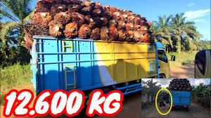 Truk Sawit Kelebihan Muatan Proses Muat Sawit Over Load Youtube