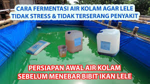 Cara Fermentasi Air Kolam Lele Di 2020 Ikan Kolam Air