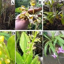 Image result for Bulbophyllum schimperianum