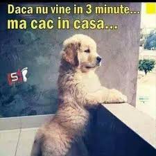 Bine ai venit la poze super haioase. Poze Amuzante Home Facebook