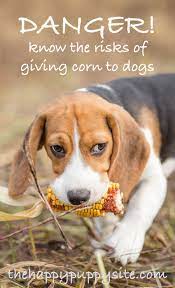 Can Dogs Eat Popcorn Can You Share This Tasty Treat With Your Dog Can Dogs Eat Corn Can Dogs Eat Dog Eating