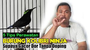 Di pertengahan tahun 2015 burung ini sangat terkenal dan ramai para kicau mania yang merawat burung kecil ini. Cara Pintar Cara Merawat Burung Kolibri Ninja Agar Cepat Gacor Perawatan Harian Kolibri Ninja Biar Gacor Perhatian Tulus Di 2021 Rabab Minangkabau