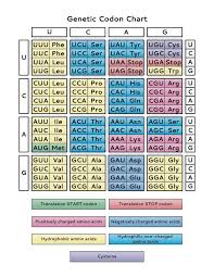 Learn How The Genetic Code Is Used To Translate Mrna Into Proteins And Print The Pdf Of The Genetic Code Molecular Genetics Biochemistry Notes Teaching Biology