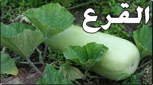 القرع....فوائد غذائية وصحية مثبتة علميا ولا تقدر بثمن تحصل عليها عند تناول  القرع - YouTube