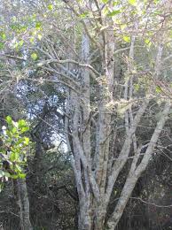 Image result for Afrocanthium mundianum