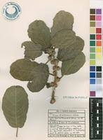Image result for Ficus stuhlmannii
