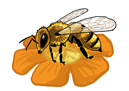 In bonn muss man einen test machen, bevor man zum. Schritt Fur Schritt Eine Biene Zeichnen Lernen So Zeichnest Du