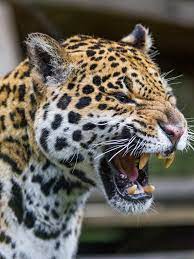 ninja starting to yawn jaguar animal wild cats animals wild