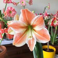 Pin On Amaryllis Flowers
