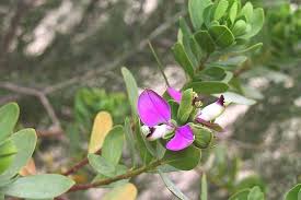 Image result for Polygala myriantha