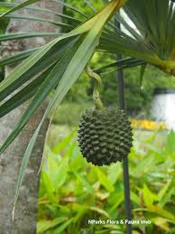 Image result for Pandanus utilis